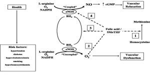 Nghiên cứu tổng hợp: VAI TRÒ CỦA ACID FOLIC TRONG TẠO OXIT NITRIC VÀ CẢI THIỆN CHỨC NĂNG NỘI MẠC MẠCH MÁU 1 6