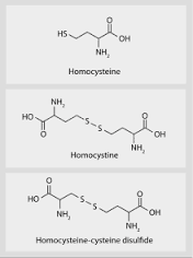 HOMOCYSTEIN TRONG BỆNH SINH XƠ VỮA ĐỘNG MẠCH 1 Công thức cấu tạo của homocystein