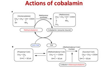 VAI TRÒ VITAMIN B12 VỚI CƠ THỂ 8 megaloblastic anemia in childhood 3 638