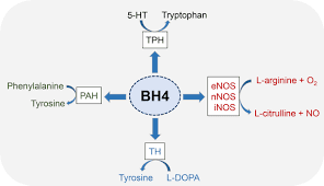 BH4 giúp tổng hợp NO và các chất dẫn truyền thần kinh