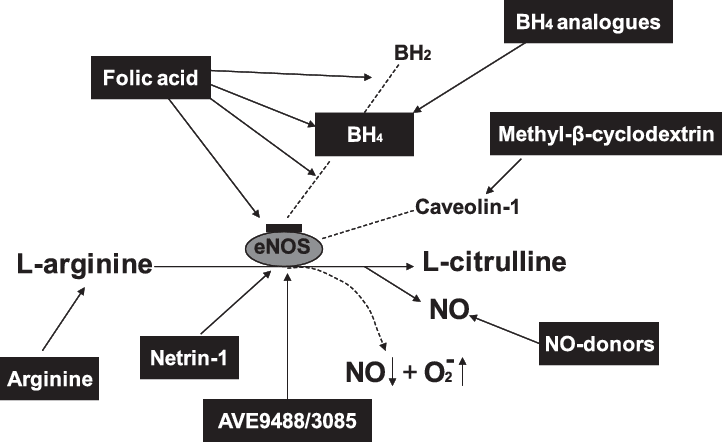 Acid Folic giúp tổng hợp BH4 và NO