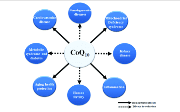 Tác dụng sinh học của Coenzym Q10