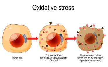 Stress oxy hóa